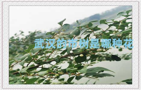 武汉的市树是哪种花