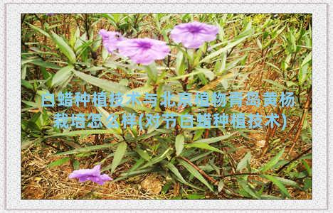 白蜡种植技术与北京植物青岛黄杨栽培怎么样(对节白蜡种植技术)