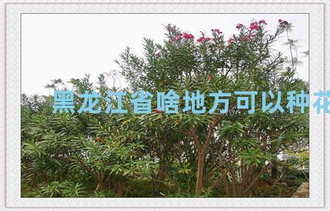 黑龙江省啥地方可以种花生