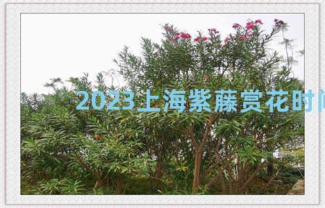 2023上海紫藤赏花时间