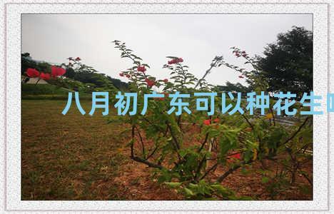 八月初广东可以种花生吗