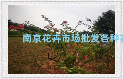 南京花卉市场批发各种花