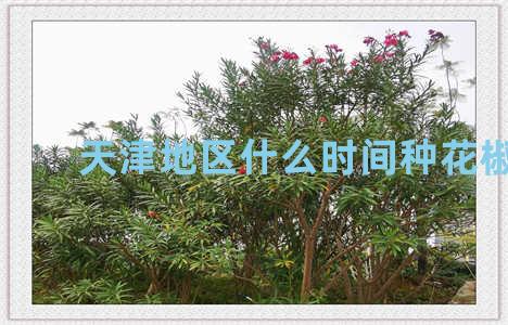 天津地区什么时间种花椒树