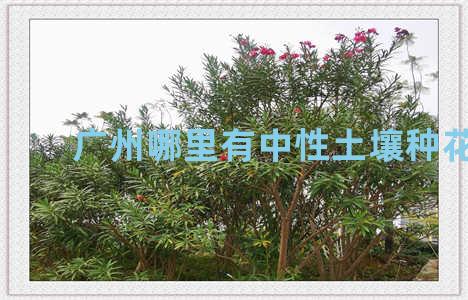 广州哪里有中性土壤种花生