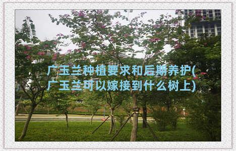 广玉兰种植要求和后期养护(广玉兰可以嫁接到什么树上)
