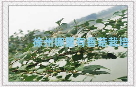 徐州哪里有香菇栽培