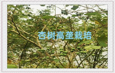 杏树高垄栽培