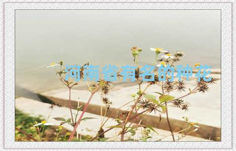 河南省有名的种花