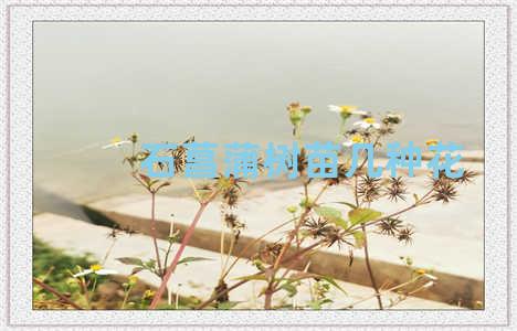 石菖蒲树苗几种花