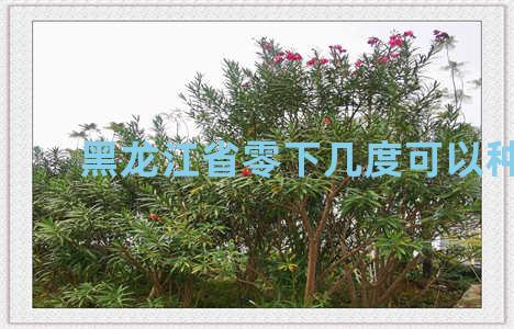 黑龙江省零下几度可以种花